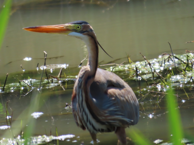 Purple Heron